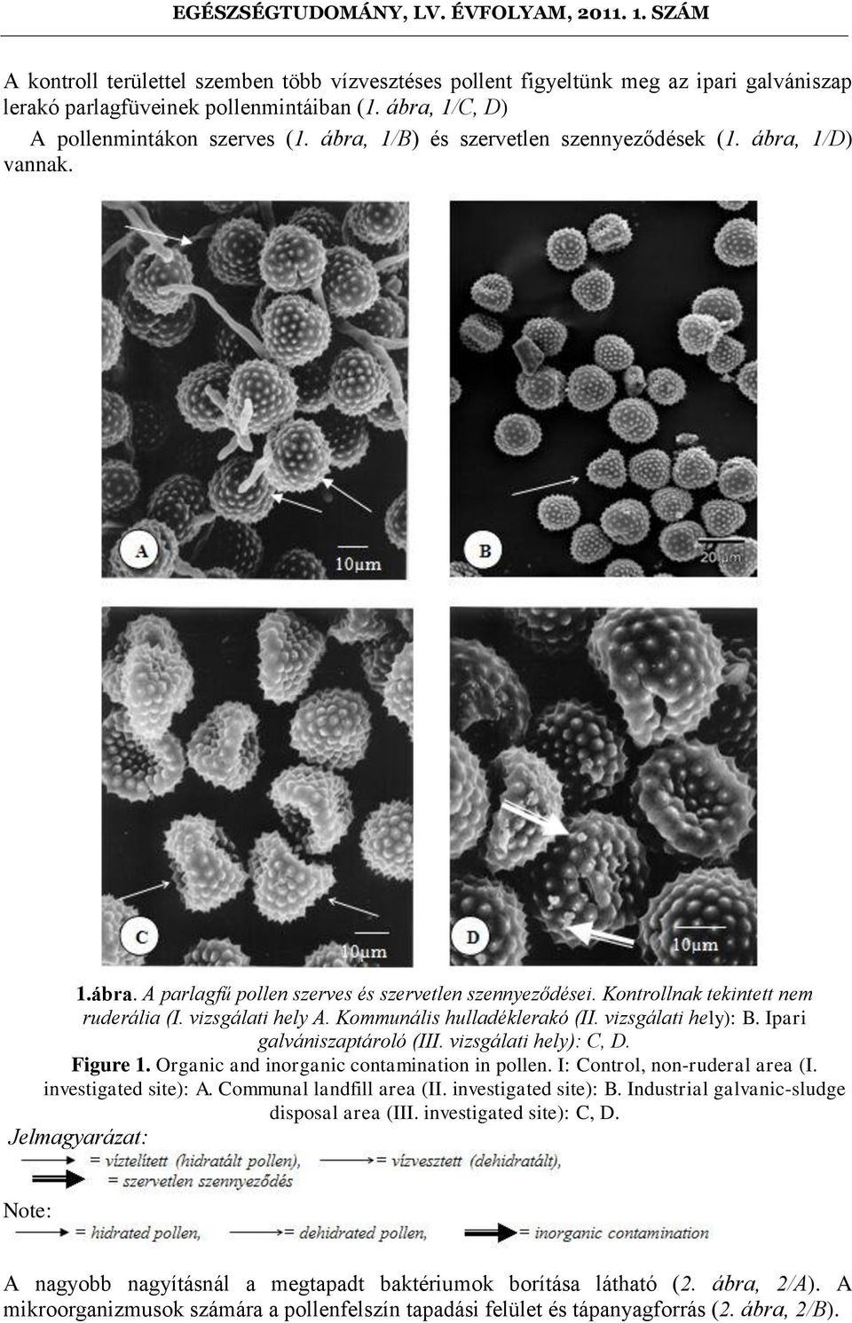 Kommunális hulladéklerakó (II. vizsgálati hely): B. Ipari galvániszaptároló (III. vizsgálati hely): C, D. Figure 1. Organic and inorganic contamination in pollen. I: Control, non-ruderal area (I.