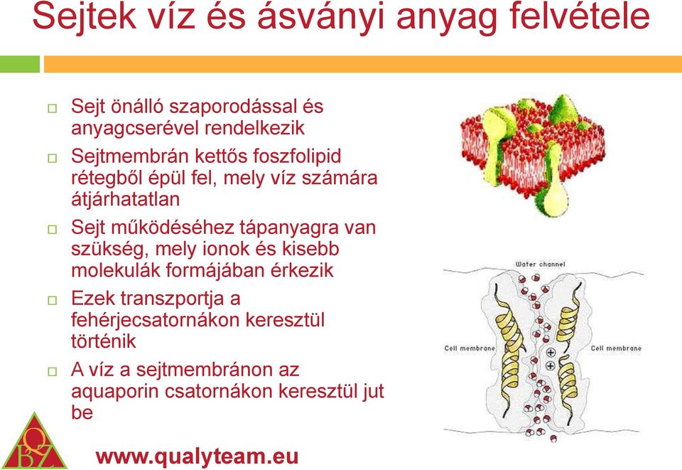 működéséhez tápanyagra van szükség, mely ionok és kisebb molekulák formájában érkezik Ezek