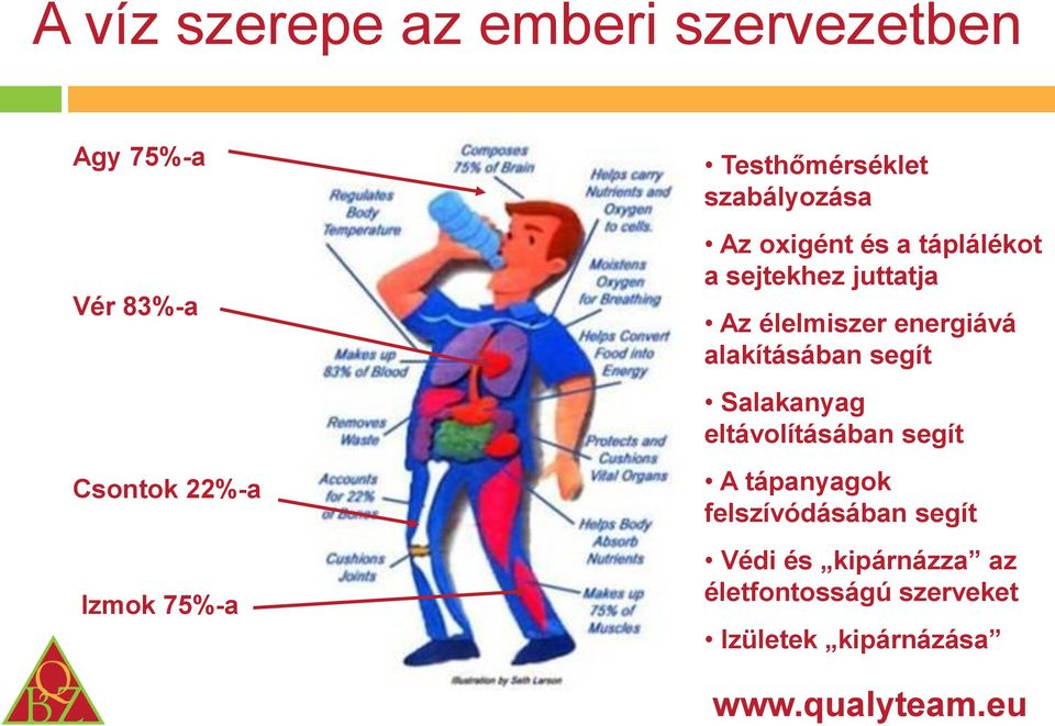 élelmiszer energiává alakításában segít Salakanyag eltávolításában segít A