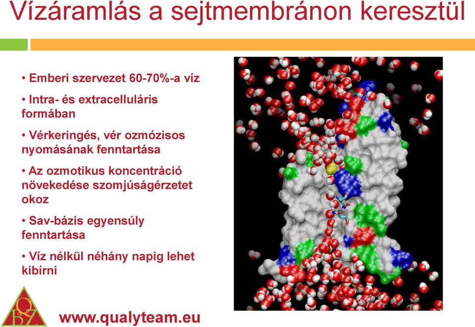 nyomásának fenntartása Az ozmotikus koncentráció növekedése