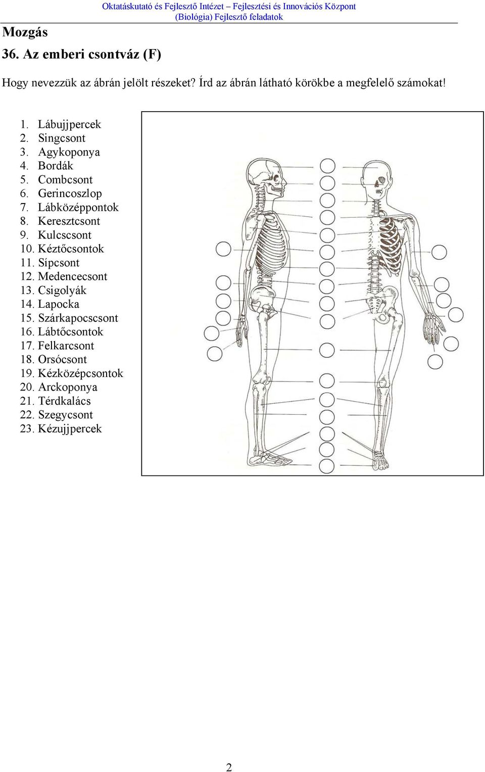 Gerincoszlop 7. Lábközéppontok 8. Keresztcsont 9. Kulcscsont 10. Kéztőcsontok 11. Sípcsont 12. Medencecsont 13.