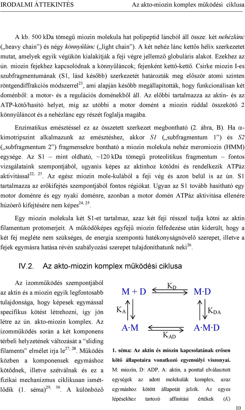 miozin fejekhez kapcsolódnak a könnyűláncok; fejenként kettő-kettő.