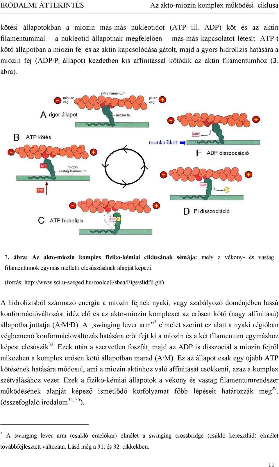 ATP-t kötő állapotban a miozin fej és az aktin kapcsolódása gátolt, majd a gyors hidrolízis hatására a miozin fej (ADP P i állapot) kezdetben kis affinitással kötődik az aktin filamentumhoz (3. ábra).