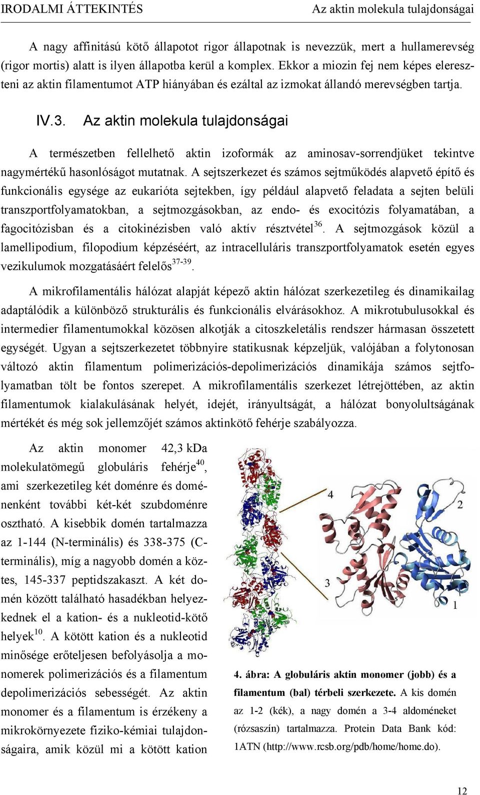 Az aktin molekula tulajdonságai A természetben fellelhető aktin izoformák az aminosav-sorrendjüket tekintve nagymértékű hasonlóságot mutatnak.