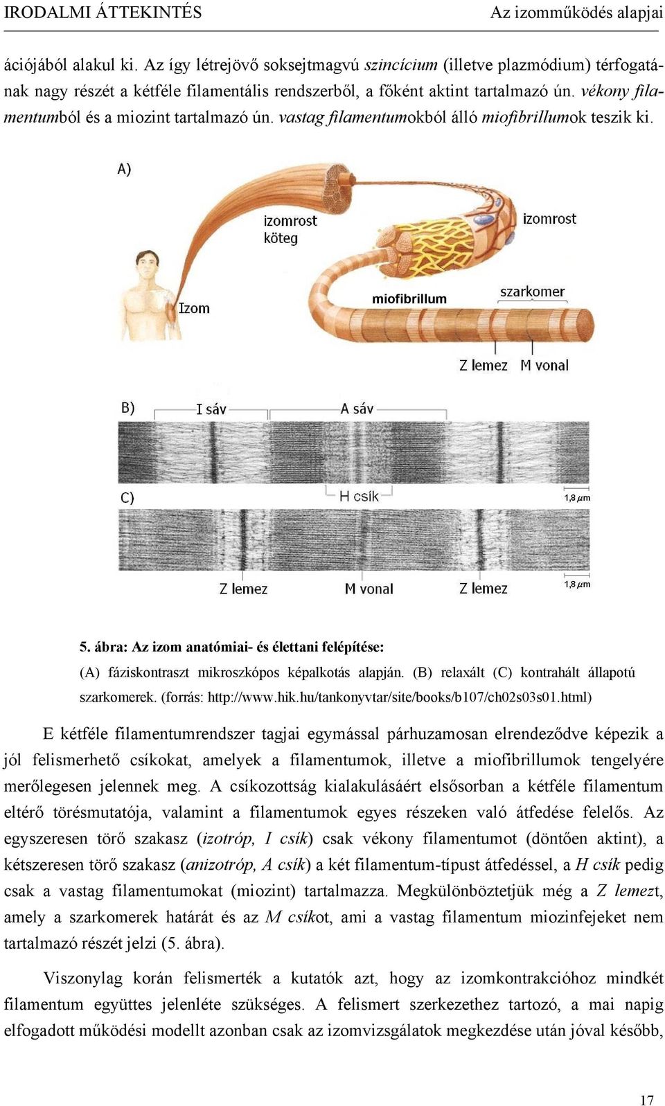 vékony filamentumból és a miozint tartalmazó ún. vastag filamentumokból álló miofibrillumok teszik ki. miofibrillum 5.