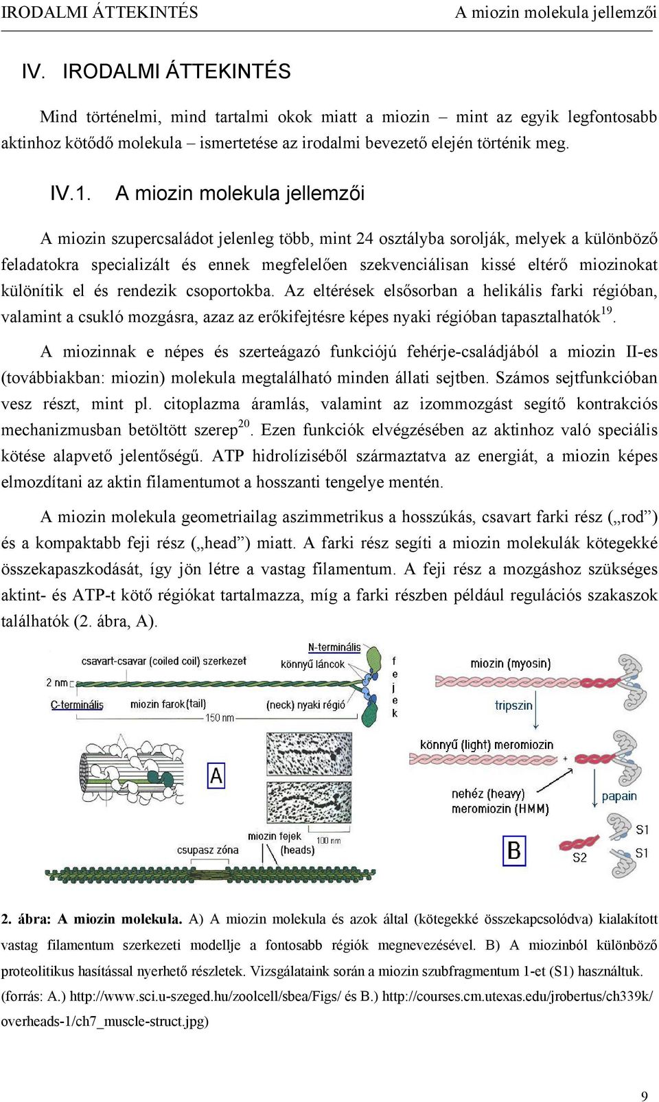 A miozin molekula jellemzői A miozin szupercsaládot jelenleg több, mint 24 osztályba sorolják, melyek a különböző feladatokra specializált és ennek megfelelően szekvenciálisan kissé eltérő miozinokat