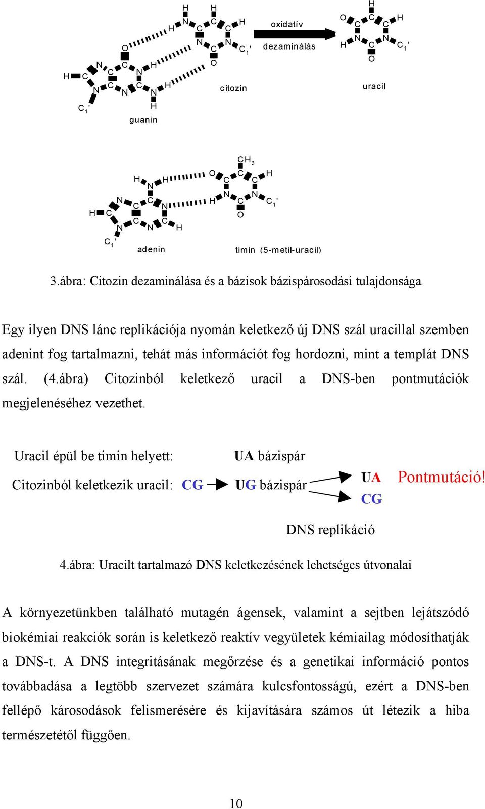 ábra: Citozin dezaminálása és a bázisok bázispárosodási tulajdonsága Egy ilyen DNS lánc replikációja nyomán keletkező új DNS szál uracillal szemben adenint fog tartalmazni, tehát más információt fog