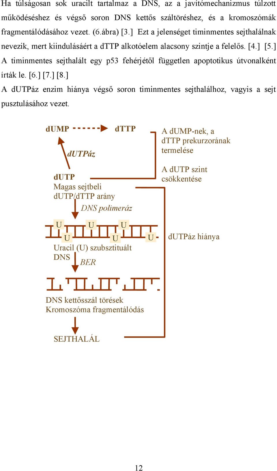 ] A timinmentes sejthalált egy p53 fehérjétől független apoptotikus útvonalként írták le. [6.] [7.] [8.