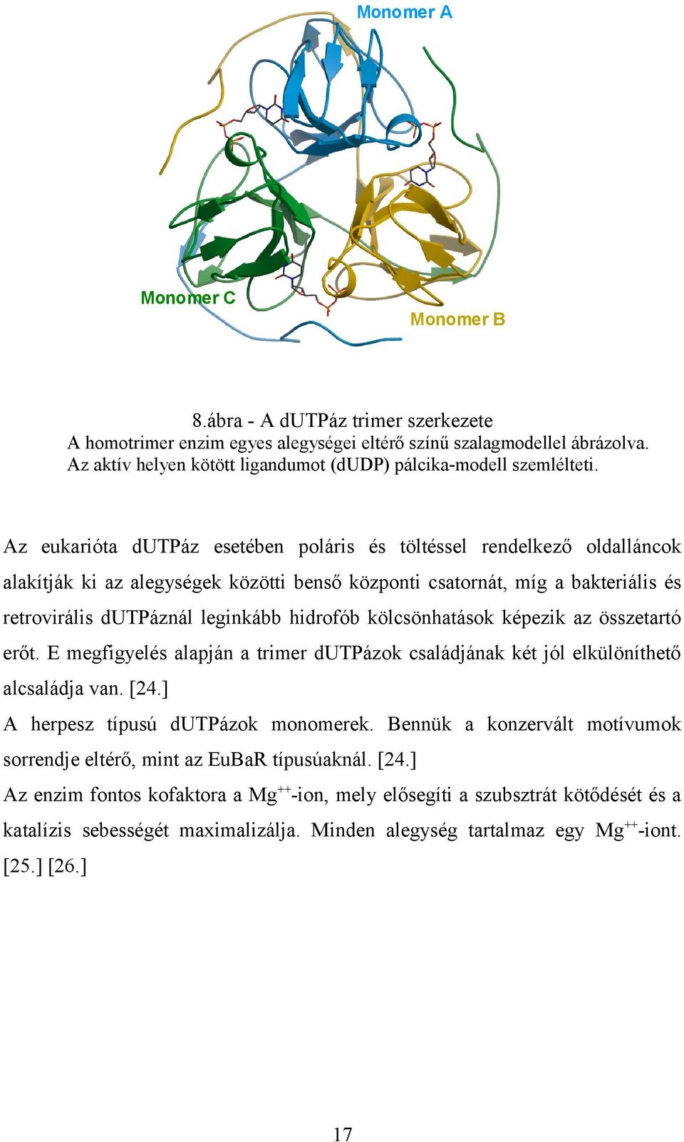 Az eukarióta dutpáz esetében poláris és töltéssel rendelkező oldalláncok alakítják ki az alegységek közötti benső központi csatornát, míg a bakteriális és retrovirális dutpáznál leginkább hidrofób