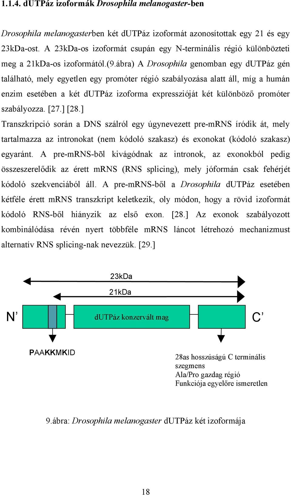 ábra) A Drosophila genomban egy dutpáz gén található, mely egyetlen egy promóter régió szabályozása alatt áll, míg a humán enzim esetében a két dutpáz izoforma expresszióját két különböző promóter