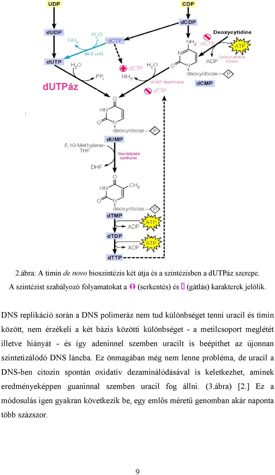 így adeninnel szemben uracilt is beépíthet az újonnan szintetizálódó DNS láncba.