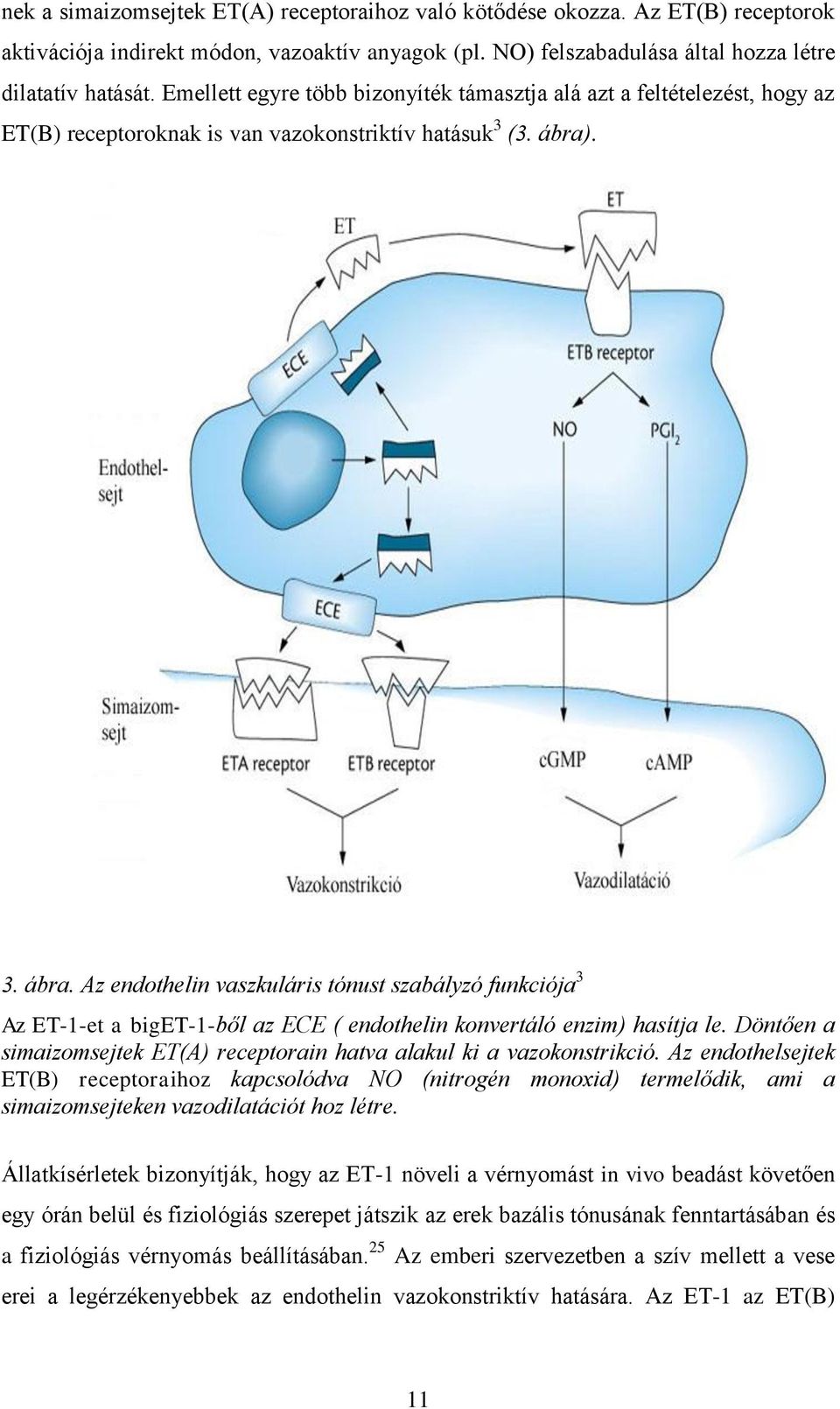 . 3. ábra. Az endothelin vaszkuláris tónust szabályzó funkciója 3 Az ET-1-et a biget-1-ből az ECE ( endothelin konvertáló enzim) hasítja le.