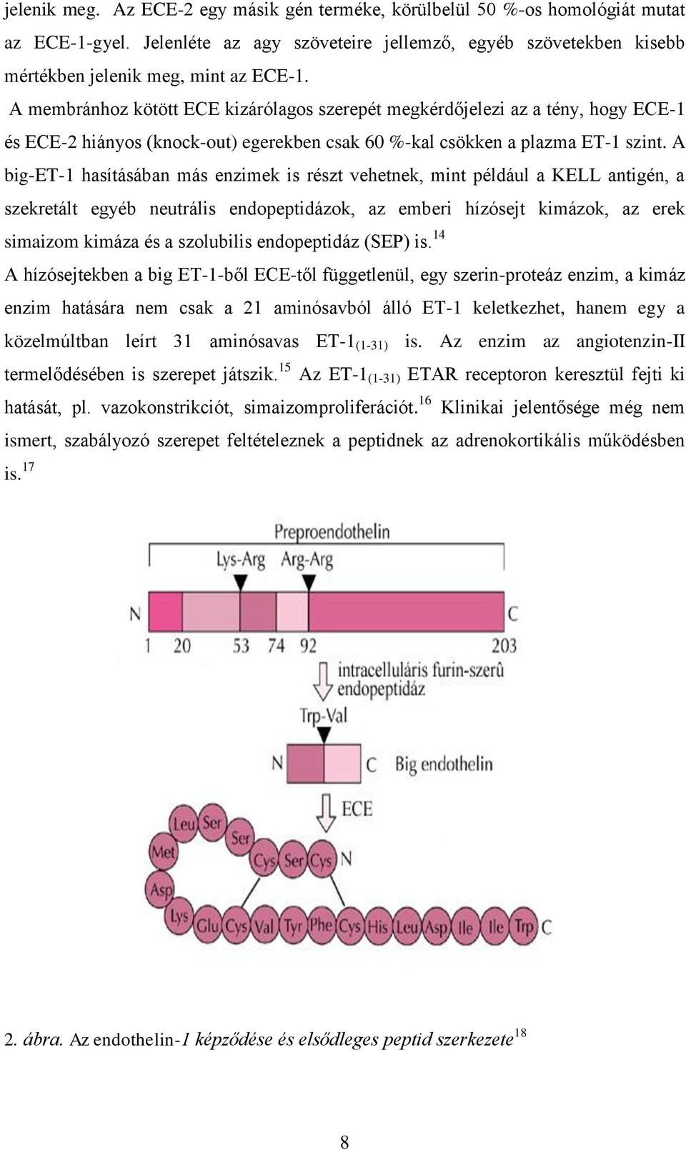 A big-et-1 hasításában más enzimek is részt vehetnek, mint például a KELL antigén, a szekretált egyéb neutrális endopeptidázok, az emberi hízósejt kimázok, az erek simaizom kimáza és a szolubilis