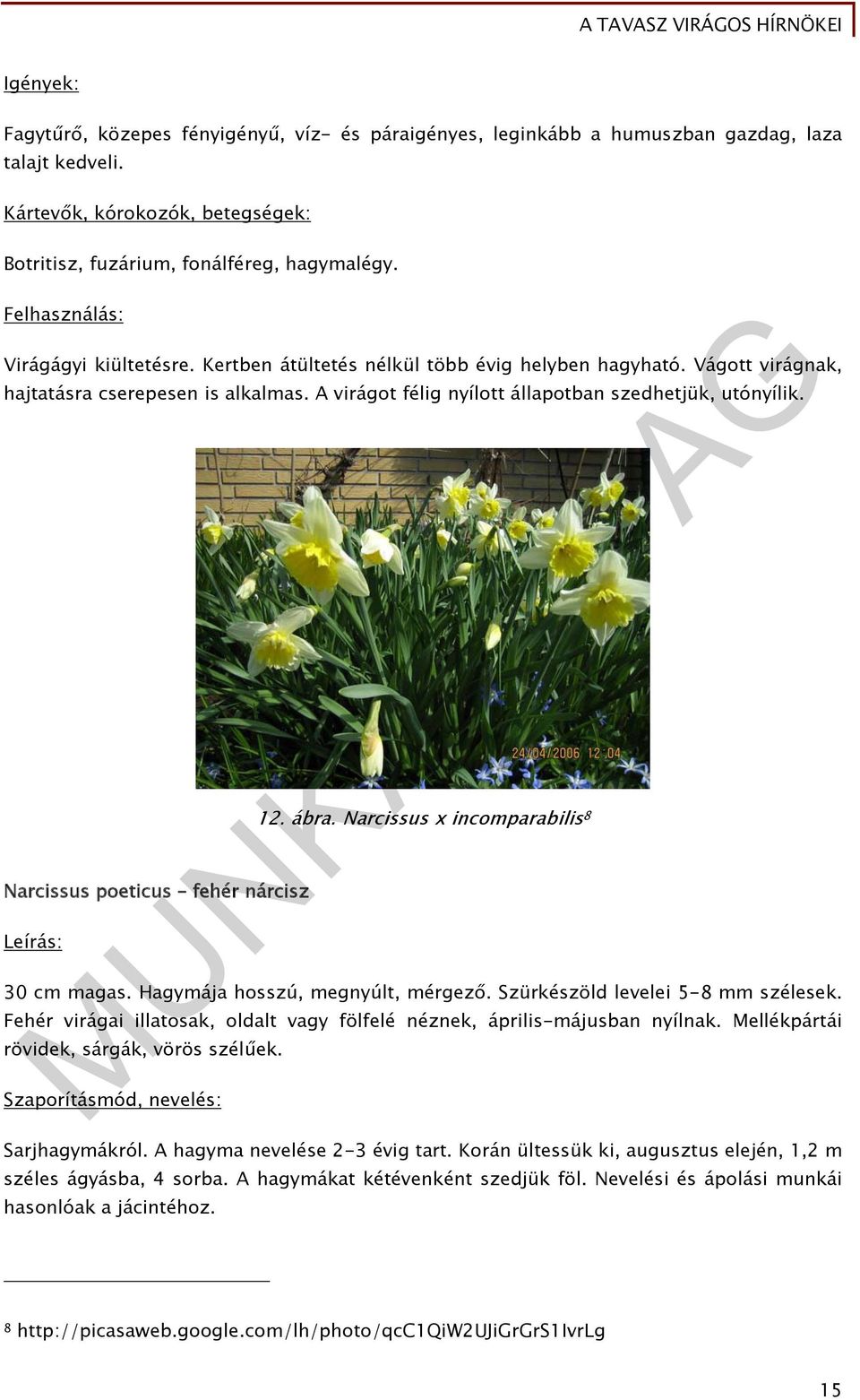 Narcissus poeticus fehér nárcisz Leírás: 12. ábra. Narcissus x incomparabilis 8 30 cm magas. Hagymája hosszú, megnyúlt, mérgező. Szürkészöld levelei 5-8 mm szélesek.