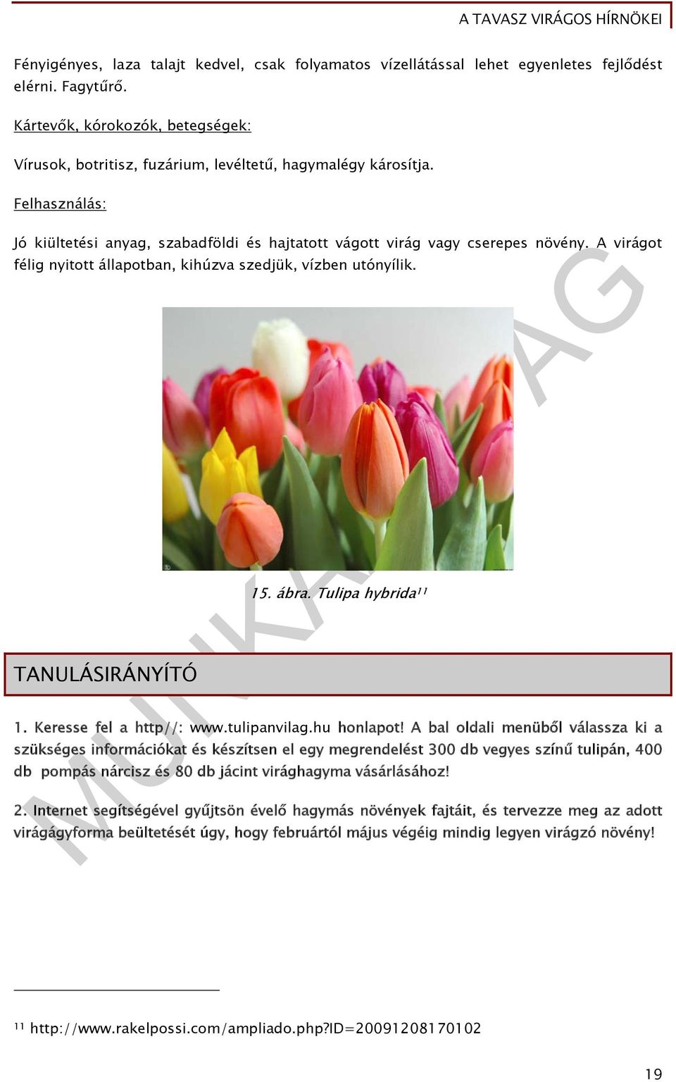 A virágot félig nyitott állapotban, kihúzva szedjük, vízben utónyílik. TANULÁSIRÁNYÍTÓ 15. ábra. Tulipa hybrida 11 1. Keresse fel a http//: www.tulipanvilag.hu honlapot!