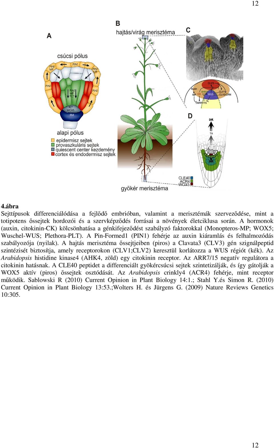 A Pin-Formed1 (PIN1) fehérje az auxin kiáramlás és felhalmozódás szabályozója (nyilak).