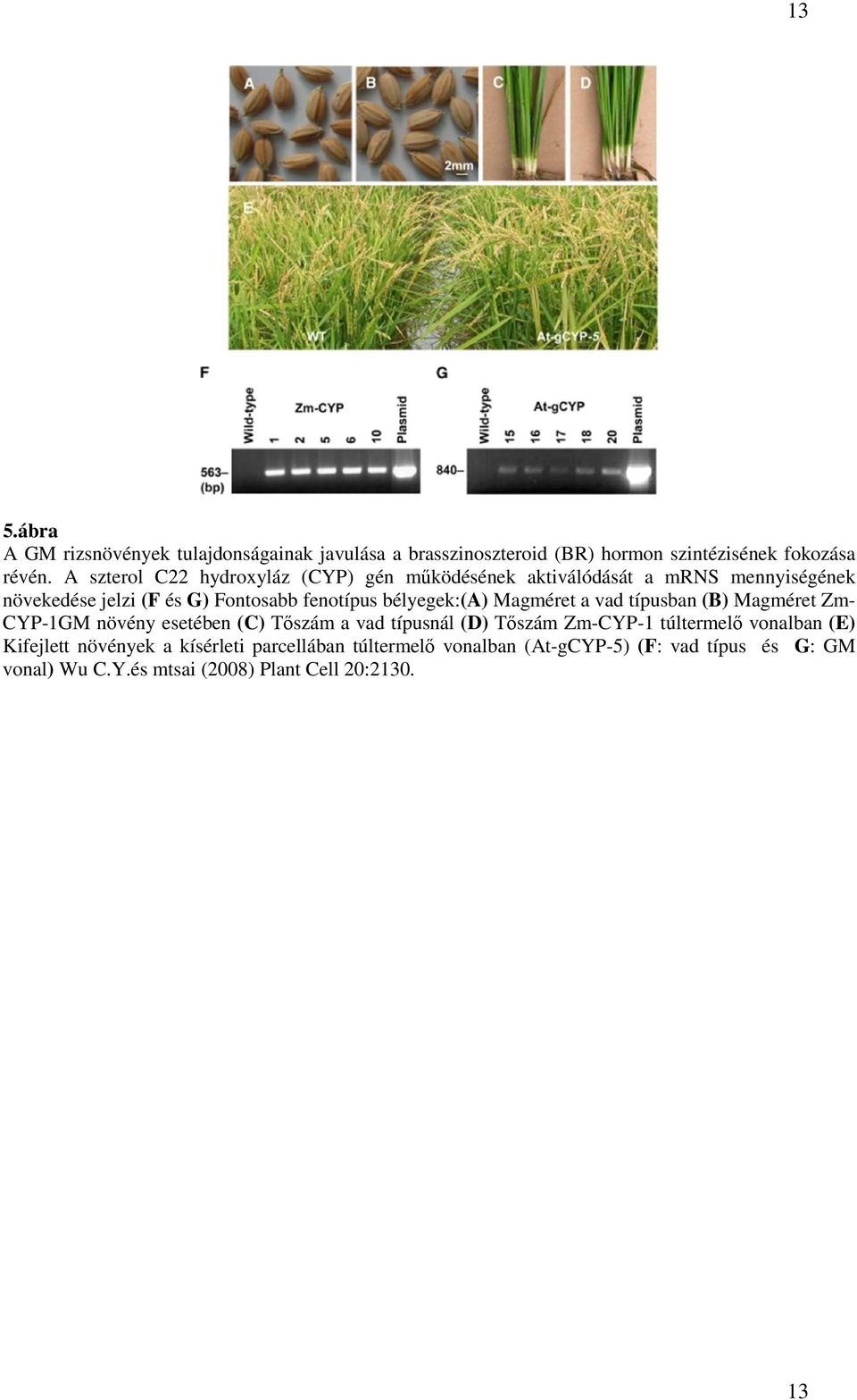 bélyegek:(a) Magméret a vad típusban (B) Magméret Zm- CYP-1GM növény esetében (C) Tőszám a vad típusnál (D) Tőszám Zm-CYP-1 túltermelő