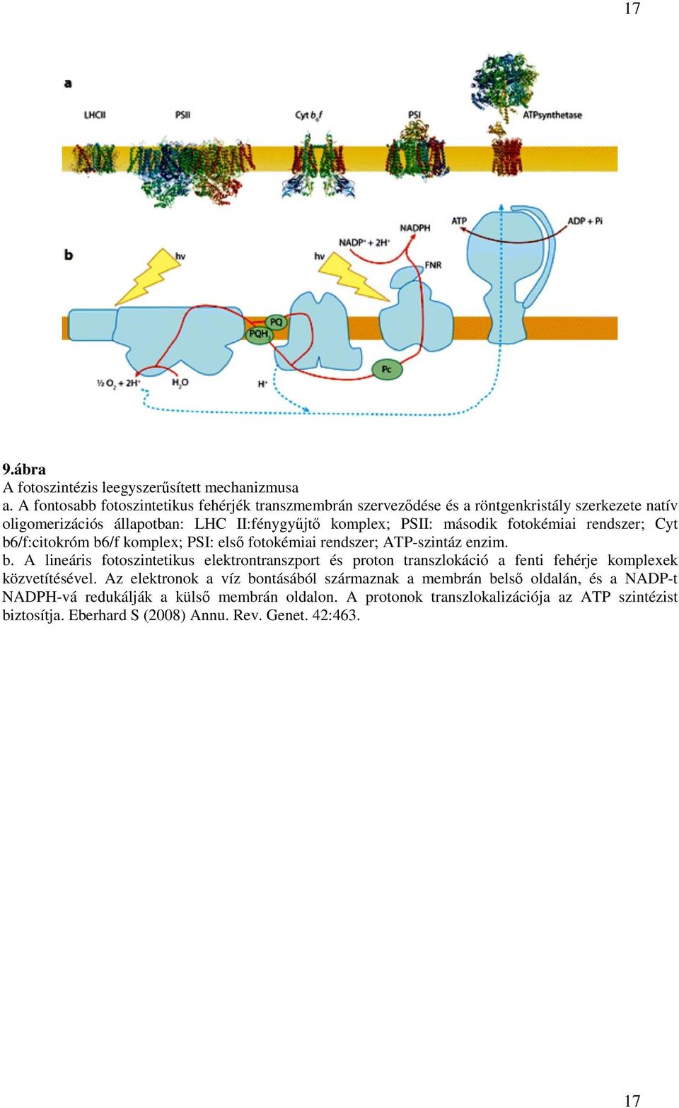 második fotokémiai rendszer; Cyt b6/f:citokróm b6/f komplex; PSI: első fotokémiai rendszer; ATP-szintáz enzim. b. A lineáris fotoszintetikus elektrontranszport és proton transzlokáció a fenti fehérje komplexek közvetítésével.