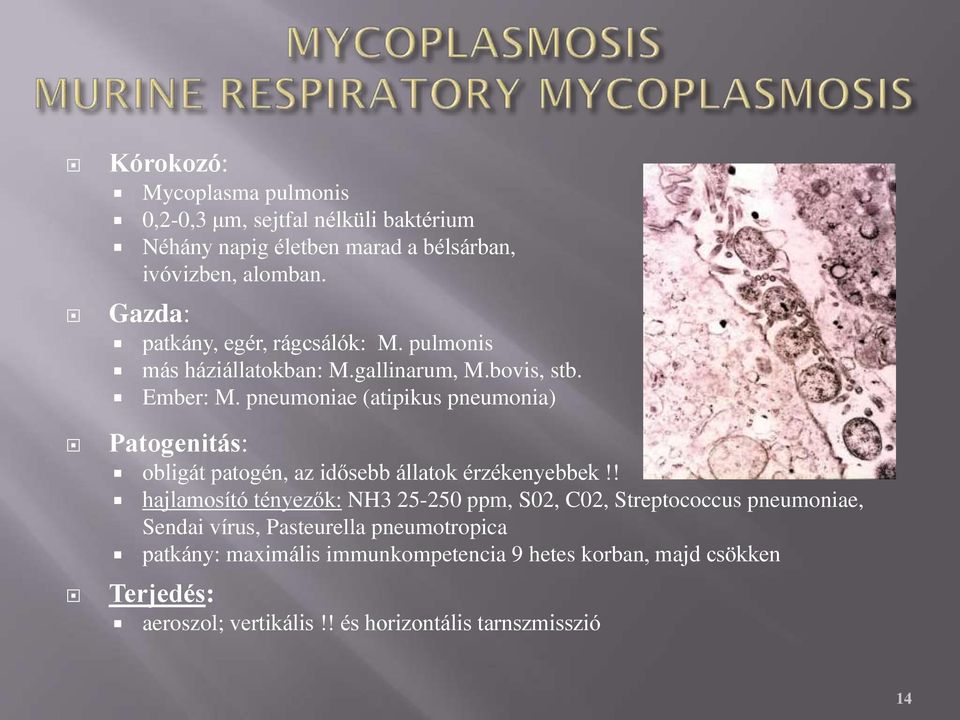 pneumoniae (atipikus pneumonia) Patogenitás: obligát patogén, az idősebb állatok érzékenyebbek!