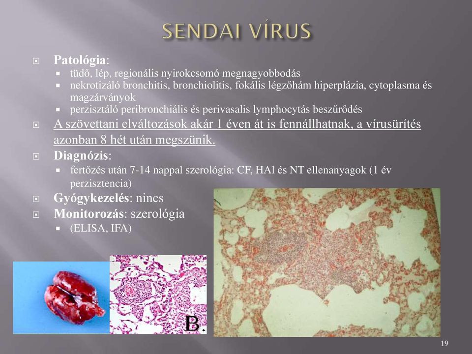 elváltozások akár 1 éven át is fennállhatnak, a vírusürítés azonban 8 hét után megszünik.