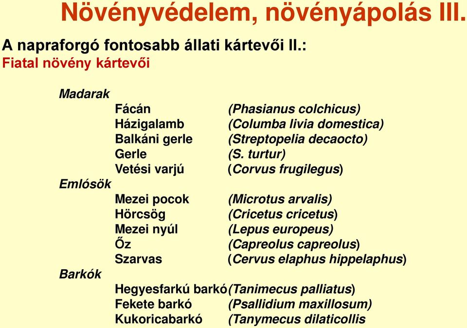 (Streptopelia decaocto) Gerle (S.