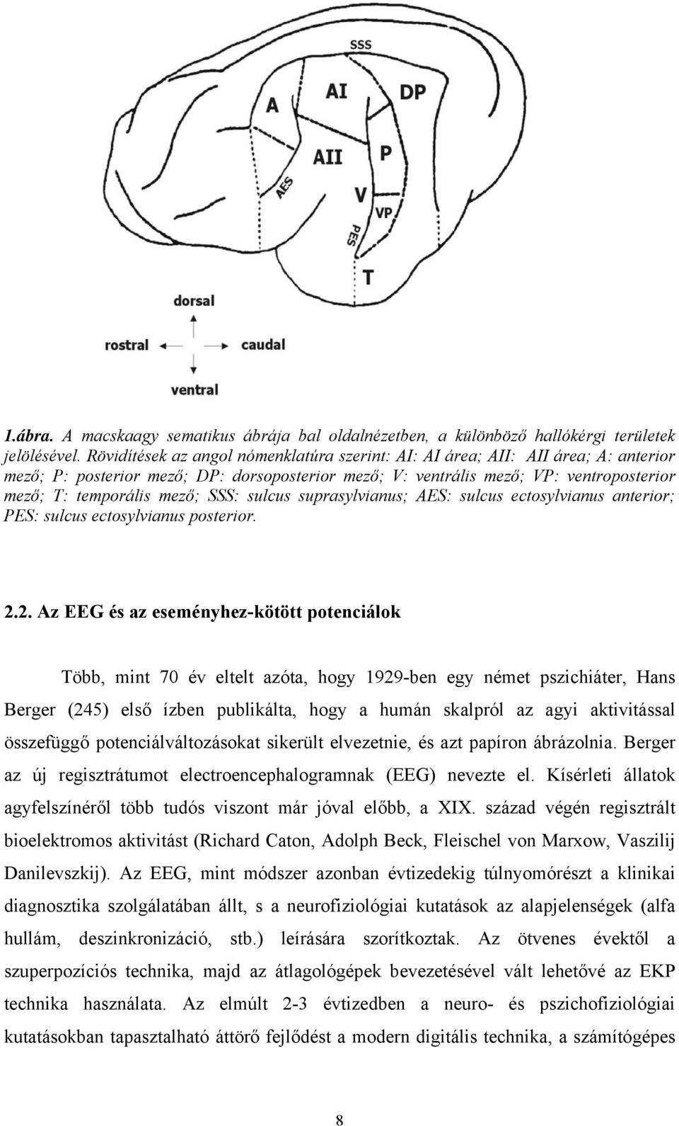 SSS: sulcus suprasylvianus; AES: sulcus ectosylvianus anterior; PES: sulcus ectosylvianus posterior. 2.