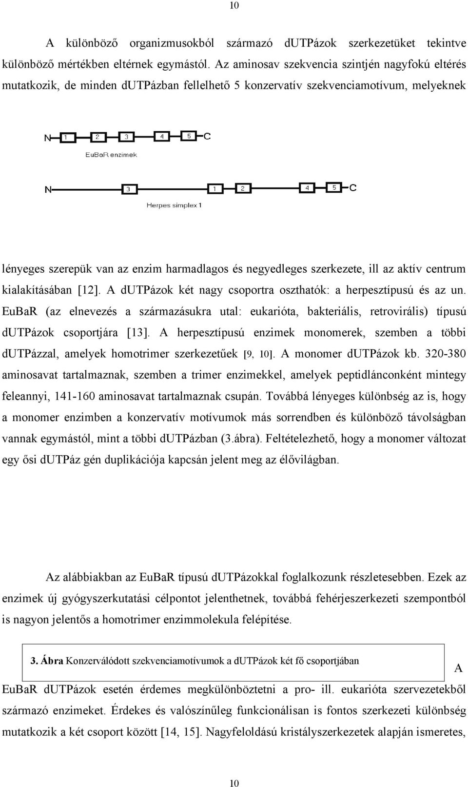 szerkezete, ill az aktív centrum kialakításában [12]. A dutpázok két nagy csoportra oszthatók: a herpesztípusú és az un.