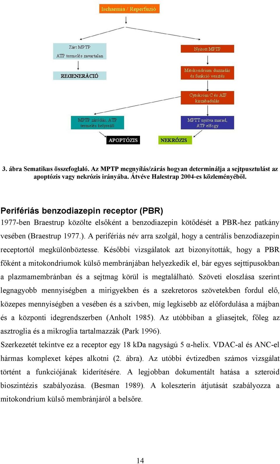 Későbbi vizsgálatok azt bizonyították, hogy a PBR főként a mitokondriumok külső membránjában helyezkedik el, bár egyes sejttípusokban a plazmamembránban és a sejtmag körül is megtalálható.