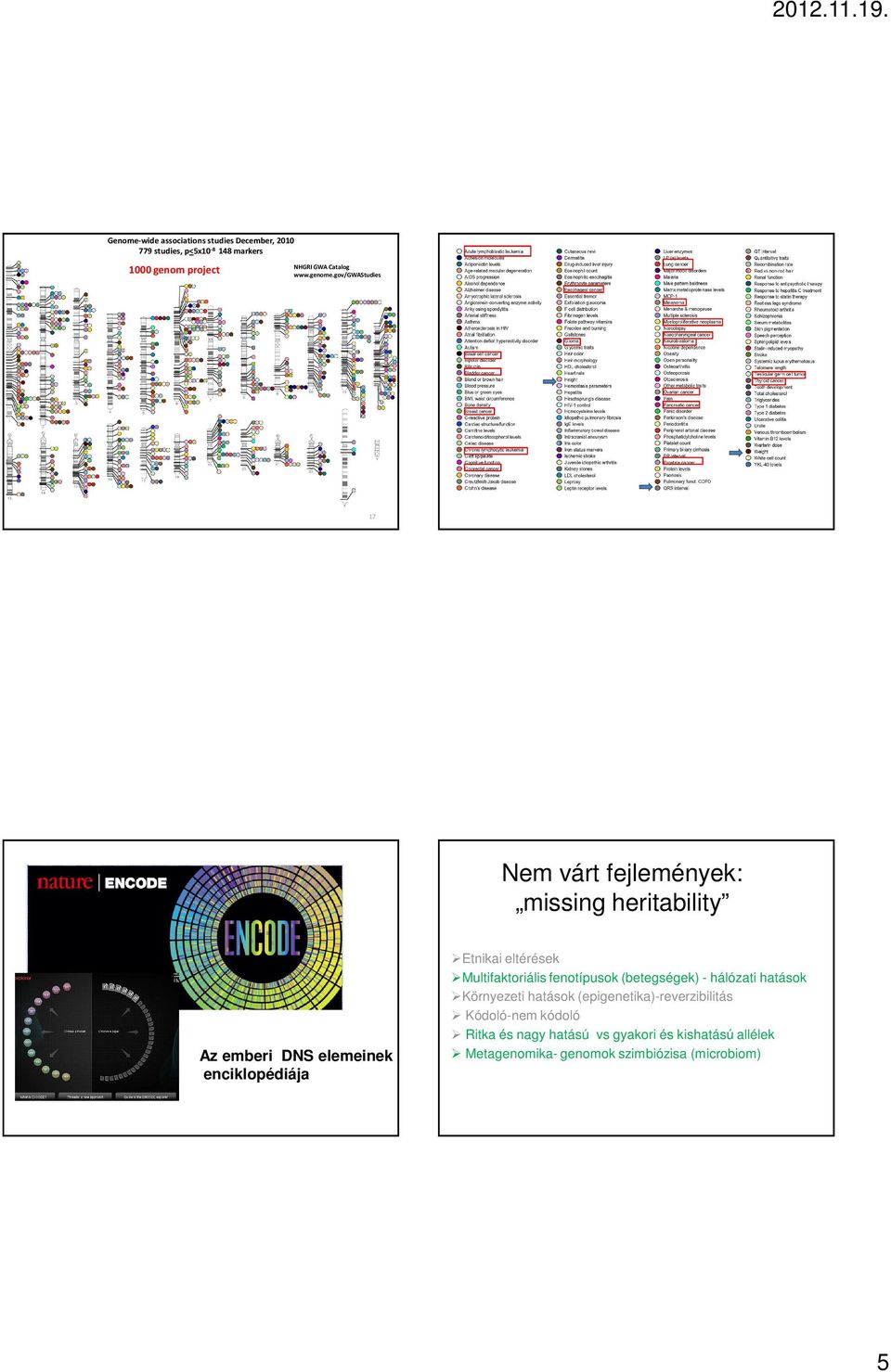 gov/gwastudies 17 Nem várt fejlemények: missing heritability Az emberi DNS elemeinek enciklopédiája Etnikai eltérések