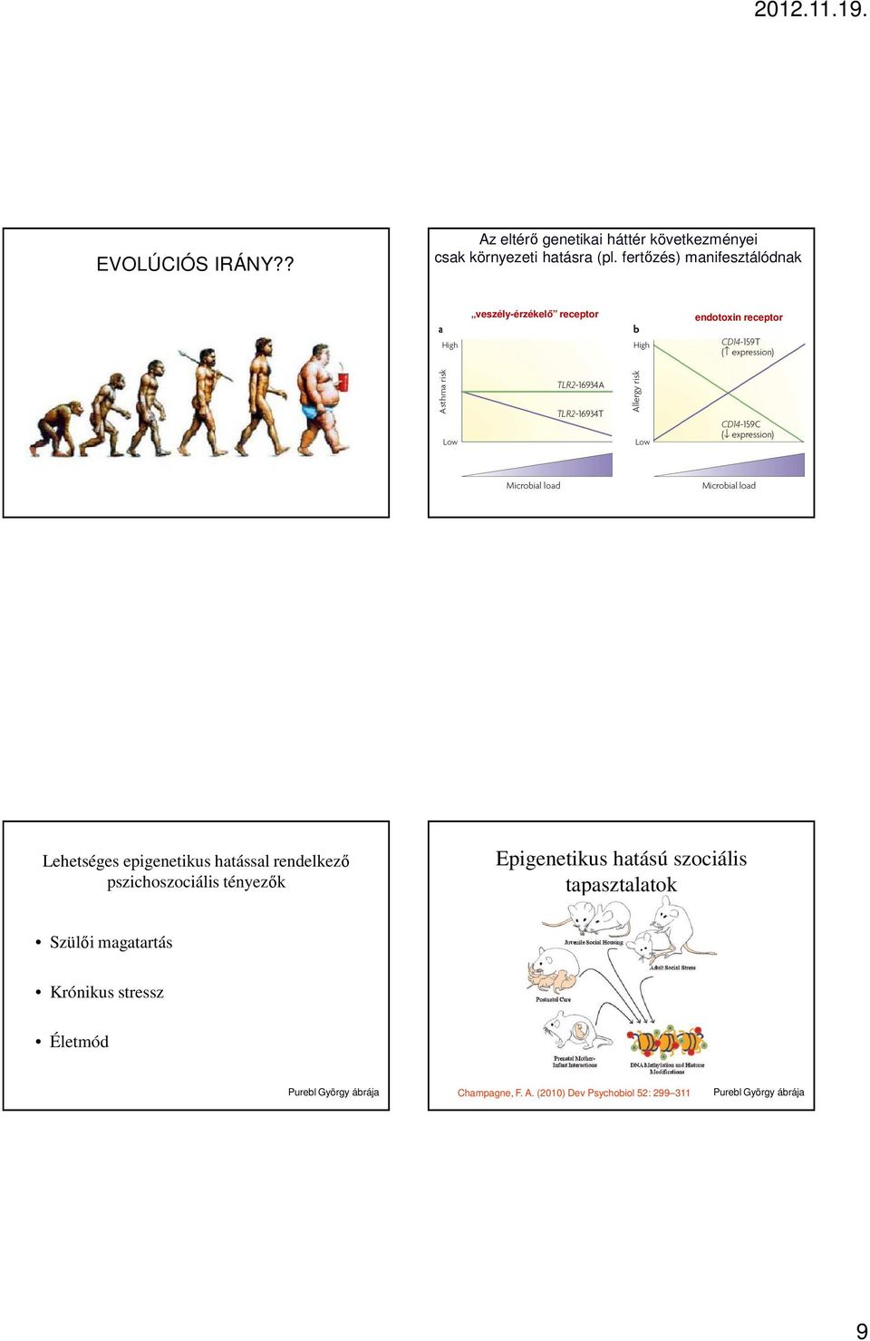 hatással rendelkező pszichoszociális tényezők Epigenetikus hatású szociális tapasztalatok Szülői