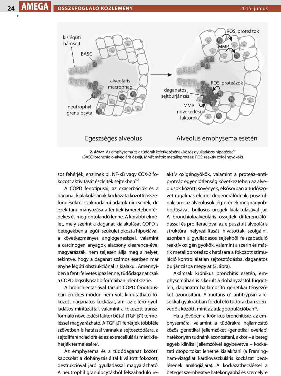 NF-κB vagy COX-2 fokozott aktivitását észlelték sejtekben 5-8.