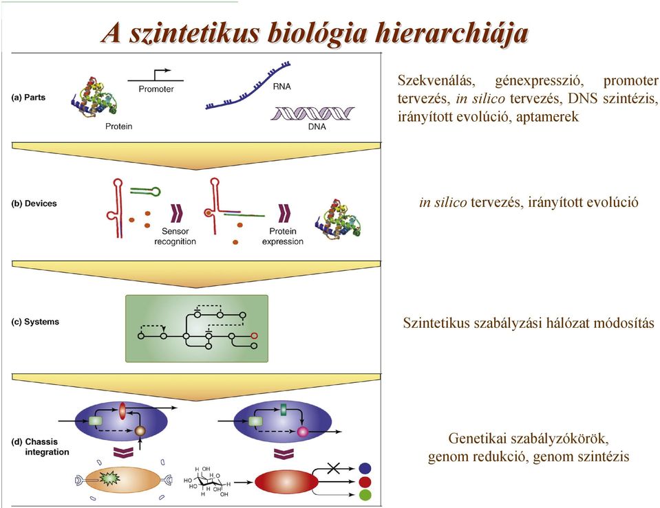 silico tervezés, irányított evolúció 1970 után Szintetikus szabályzási hálózat