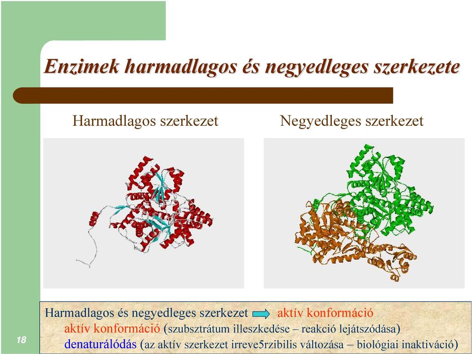 aktív konformáció (szubsztrátum illeszkedése reakció lejátszódása)