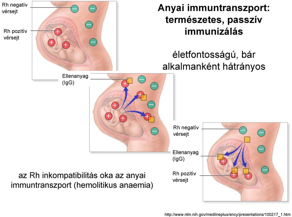 vérsejt Ellenanyag (IgG) az Rh inkompatibilitás oka az anyai immuntranszport