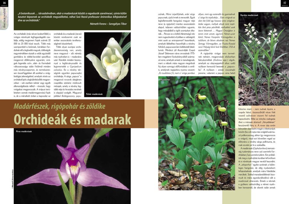 Németh Ferenc Seregélyes Tibor Az orchideák (más néven kosborfélék) a virágos növények legfajgazdagabb családja, eddig megismert fajaik számát 22 000 és 25 000 közé teszik.