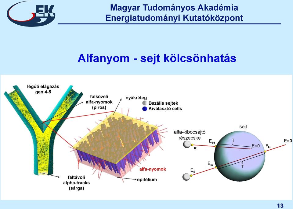 sejtek Kiválasztó cells alfa-kibocsájtó részecske