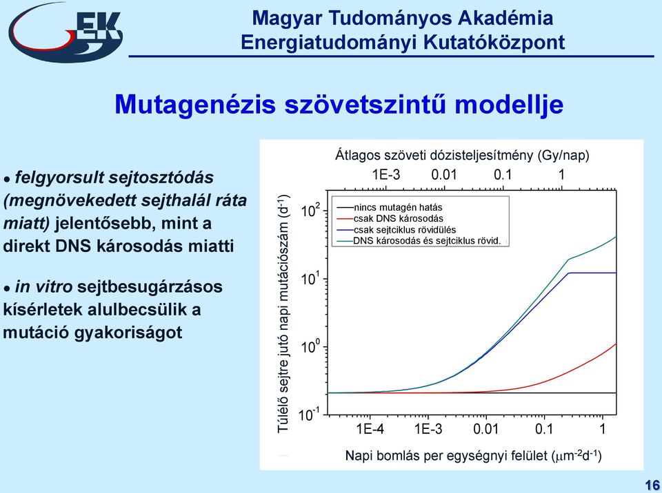 effects hatás csak only DNS DNA damage károsodás csak only sejtciklus cell cycle shortening rövidülés DNS DNA károsodás damage and és cell sejtciklus cycle shortening rövid.