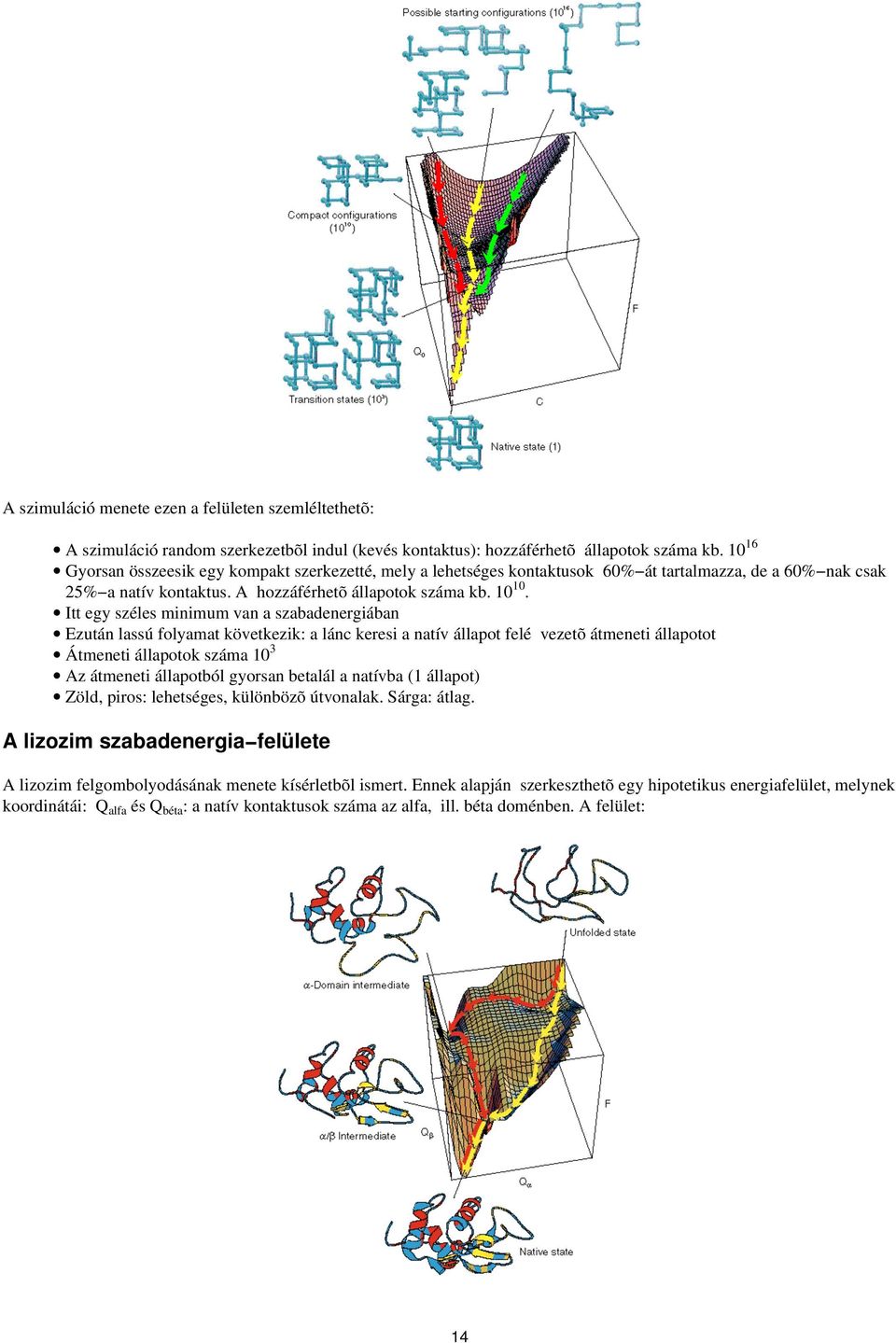 Itt egy széles minimum van a szabadenergiában Ezután lassú folyamat következik: a lánc keresi a natív állapot felé vezetõ átmeneti állapotot Átmeneti állapotok száma 10 3 Az átmeneti állapotból