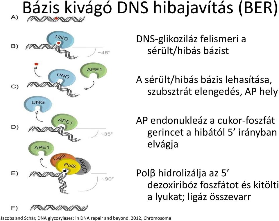 gerincet a hibától 5 irányban elvágja Polβ hidrolizálja az 5 dezoxiribóz foszfátot és