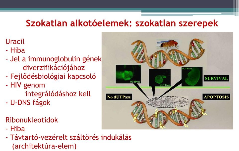 kapcsoló - HIV genom integrálódáshoz kell - U-DS fágok