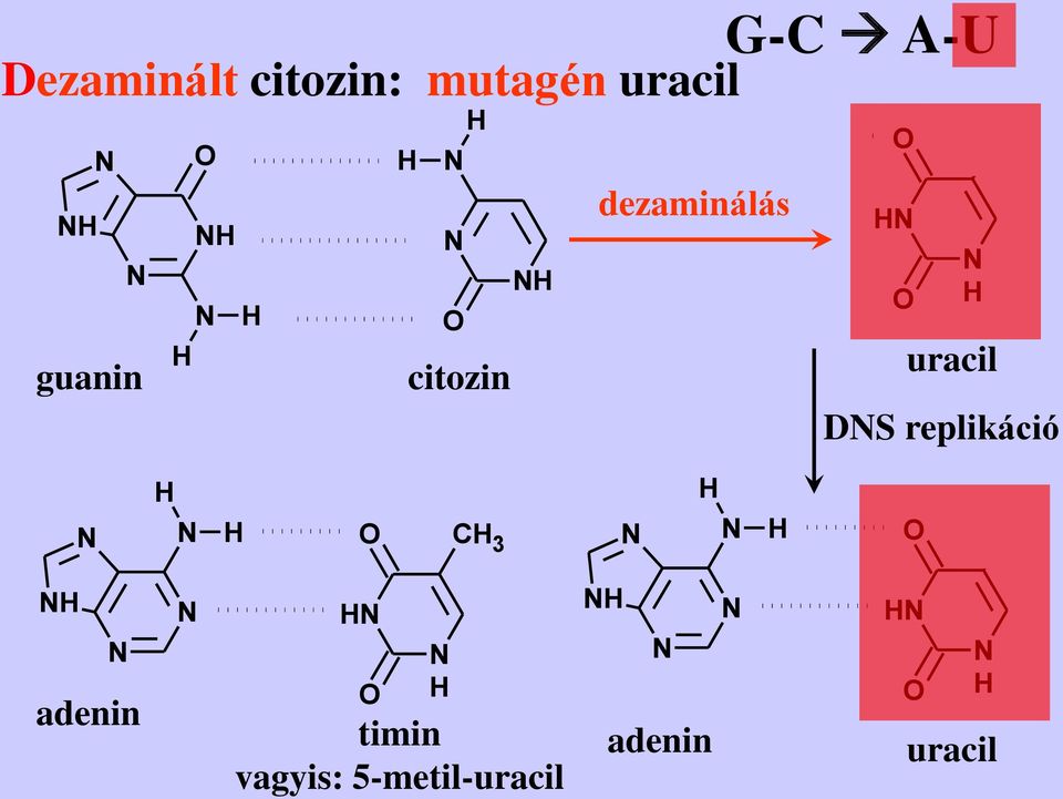 uracil CH 3 DS replikáció H H O CH 3 H H O CH 3 H