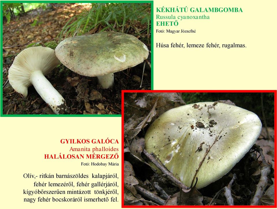 GYILKOS GALÓCA Amanita phalloides HALÁLOSAN Fotó: Hodobay Mária Olív,- ritkán