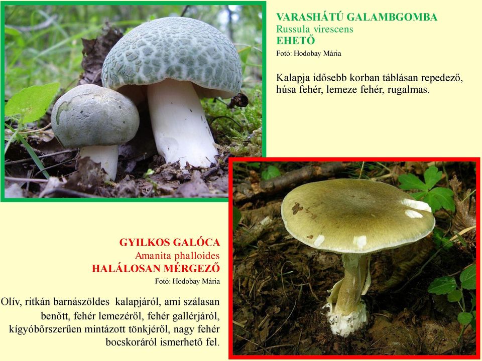 GYILKOS GALÓCA Amanita phalloides HALÁLOSAN Fotó: Hodobay Mária Olív, ritkán barnászöldes