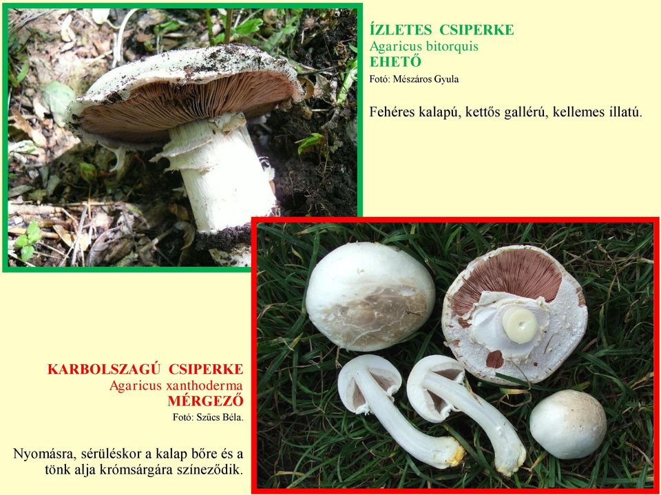 KARBOLSZAGÚ CSIPERKE Agaricus xanthoderma Fotó: Szűcs Béla.