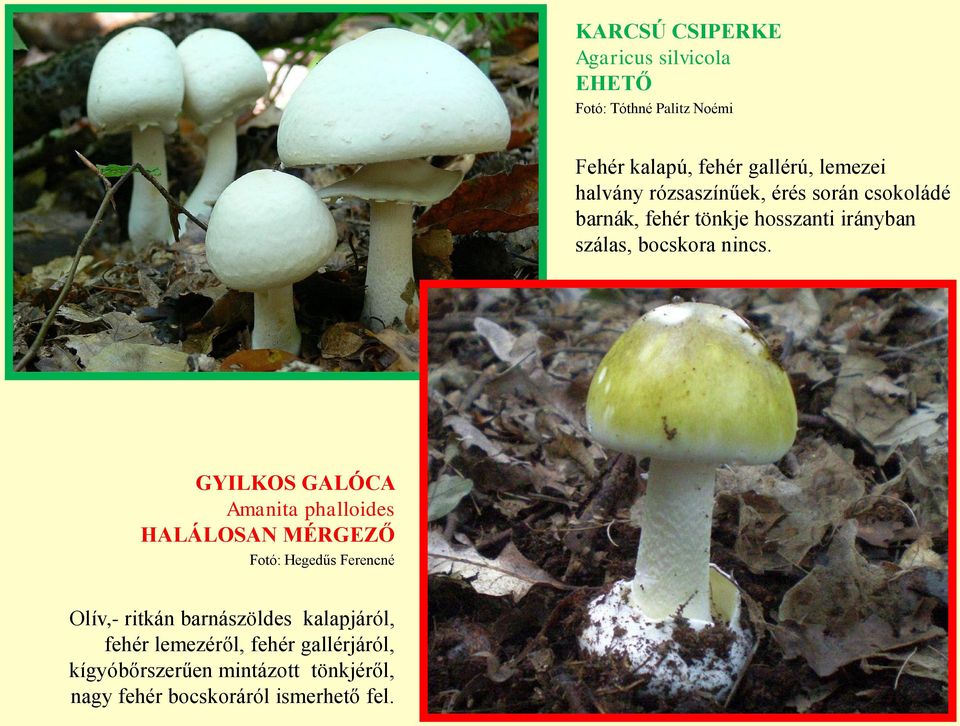 GYILKOS GALÓCA Amanita phalloides HALÁLOSAN Fotó: Hegedűs Ferencné Olív,- ritkán barnászöldes kalapjáról,