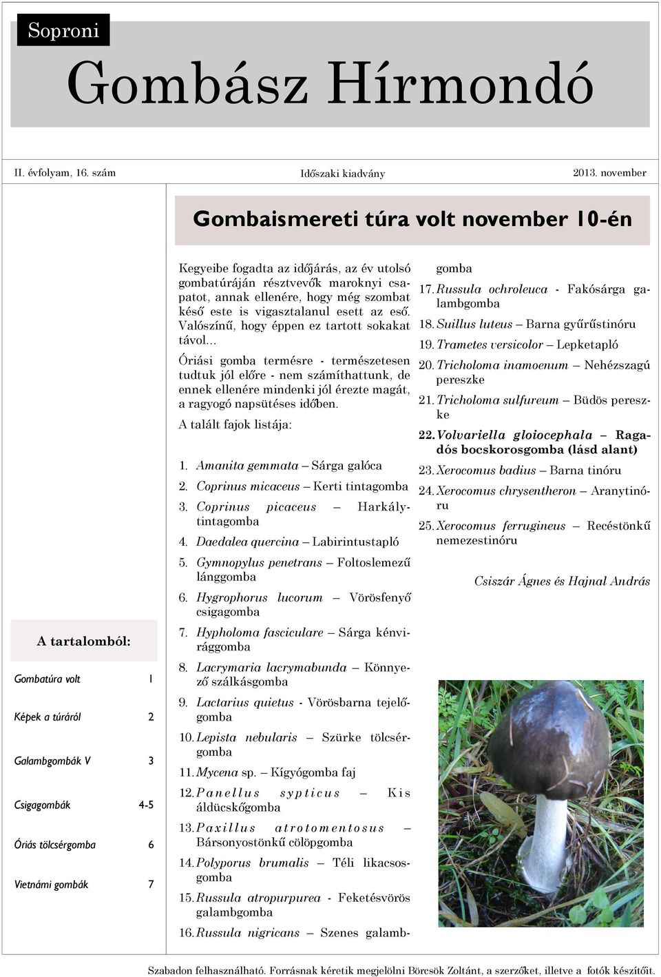 Russula ochroleuca - Fakósárga gapatot, annak ellenére, hogy még szombat lambgomba késő este is vigasztalanul esett az eső. Valószínű, hogy éppen ez tartott sokakat 18.