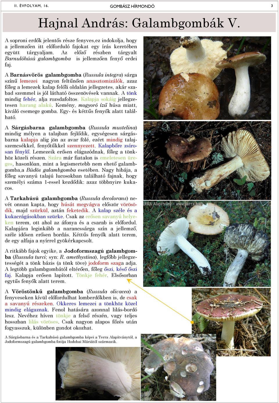 A Barnásvörös galambgomba (Russula integra) sárga színű lemezei nagyon feltűnően anasztomizálók, azaz főleg a lemezek kalap felőli oldalán jellegzetes, akár szabad szemmel is jól látható összenövések