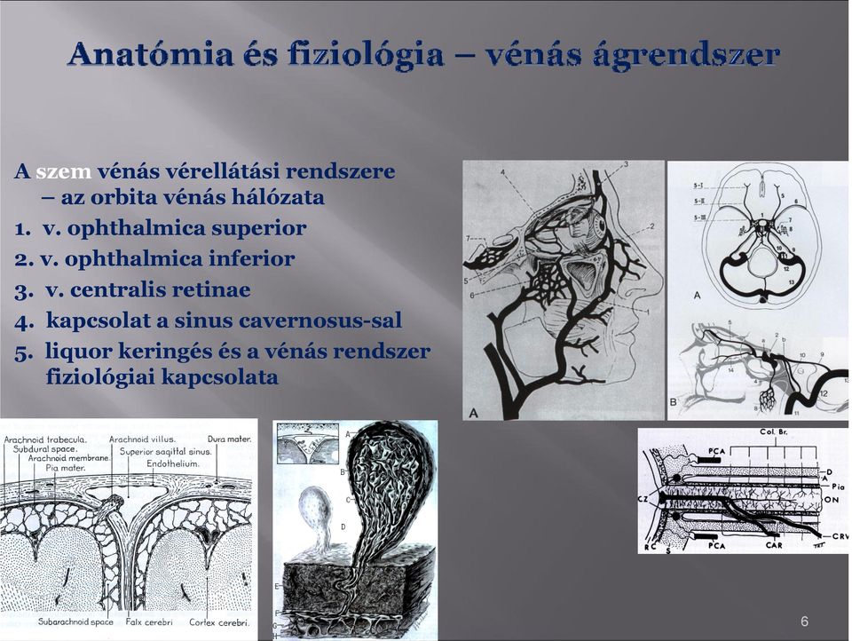 v. centralis retinae 4. kapcslat a sinus cavernsus-sal 5.