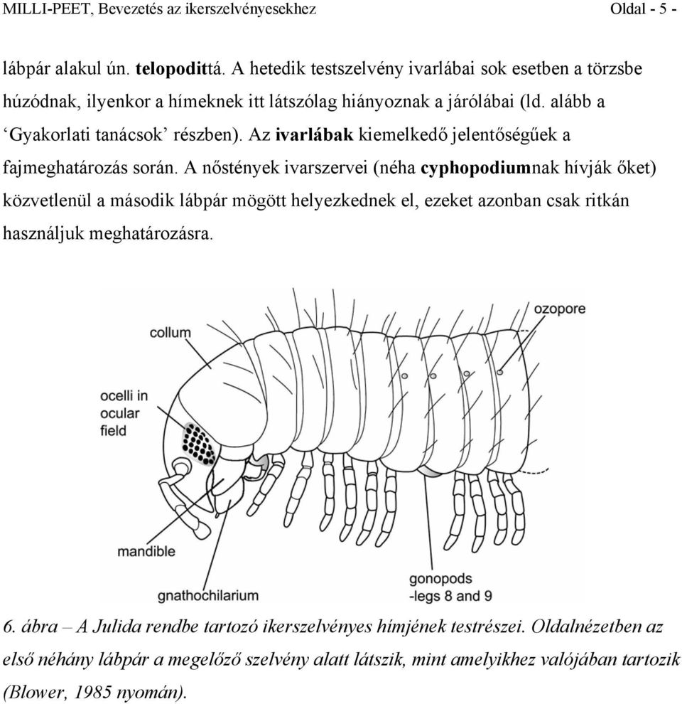 Az ivarlábak kiemelkedő jelentőségűek a fajmeghatározás során.