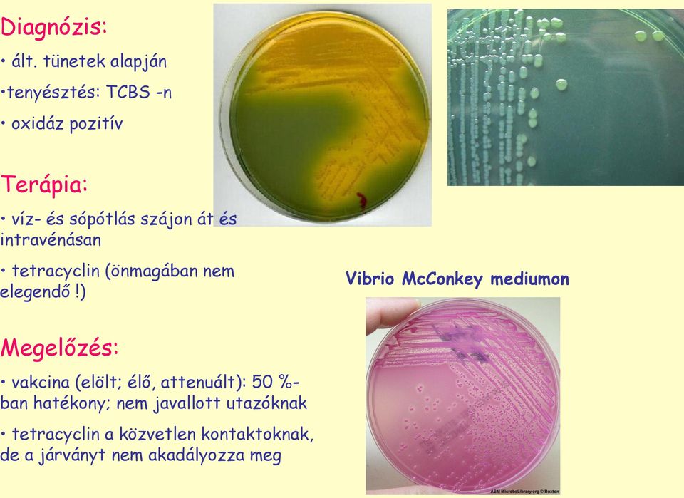 át és intravénásan tetracyclin (önmagában nem elegendő!